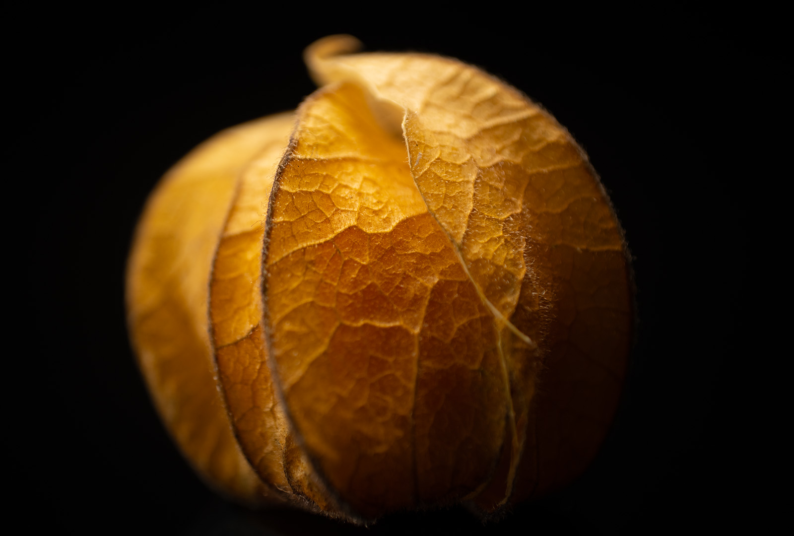 Macro shot